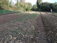 safrani&egrave;re en fleurs