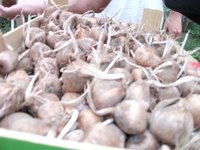 bulbes pr&ecirc;ts pour la plantation